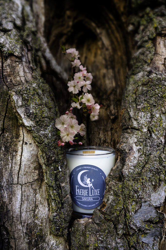 Sakura candle in tree trunk