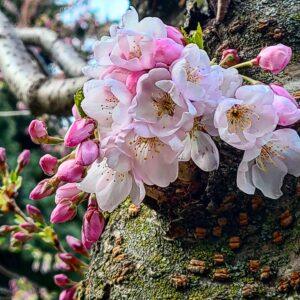 Sakura Blossoms